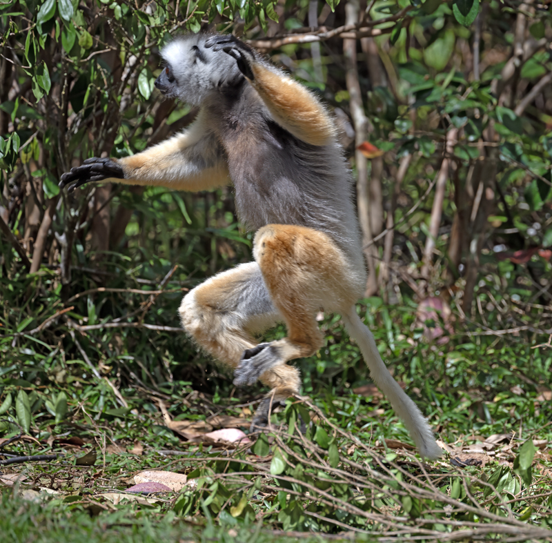 Diademed_Sifaka_24_Madagascar_058