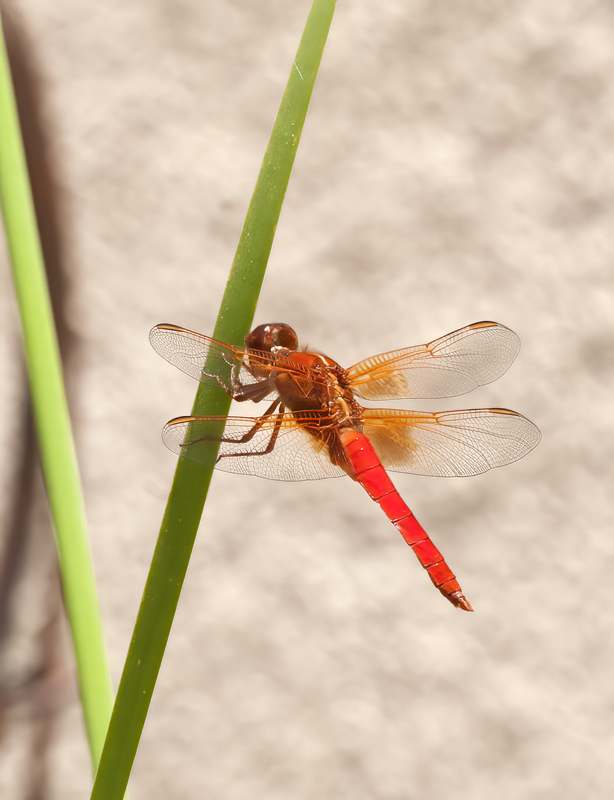 Dragonfly_002