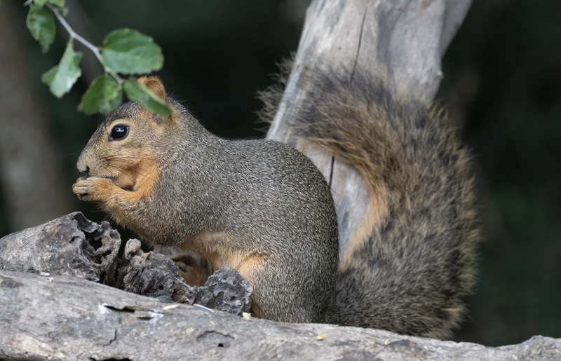 Eastern_Grey_Squirrel_24_TX_L_001