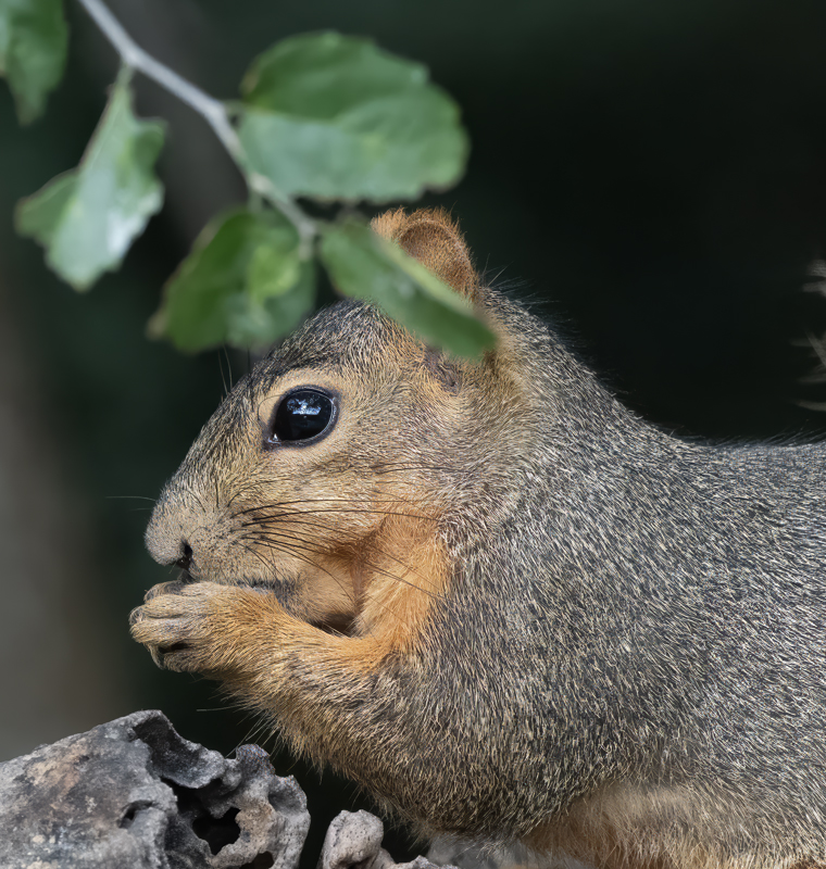 Eastern_Grey_Squirrel_24_TX_L_001a