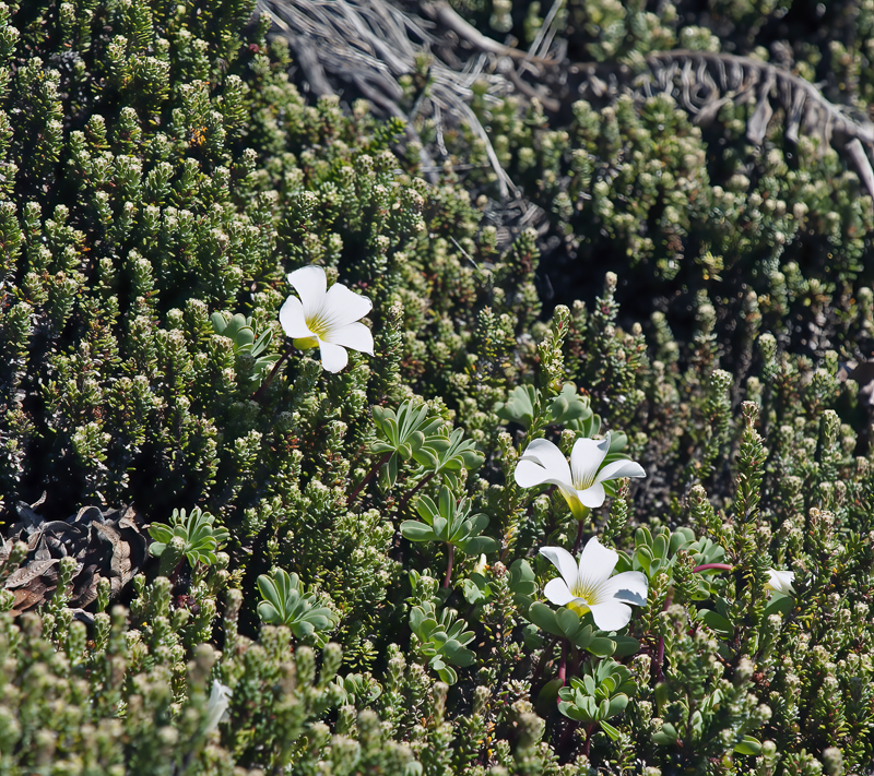 Falklands_07_England_001