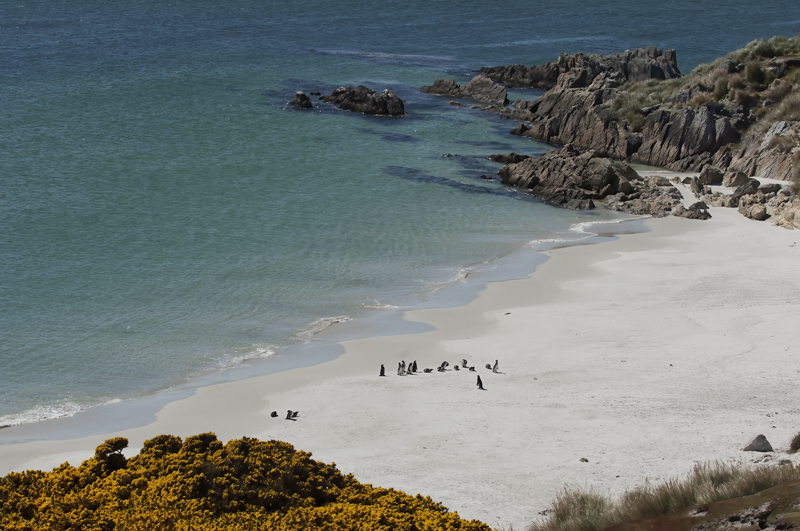 Falklands_07_England_003