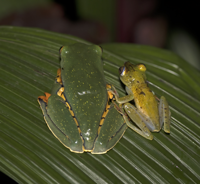 Fogs_Mixed_18_Costa_Rica_001