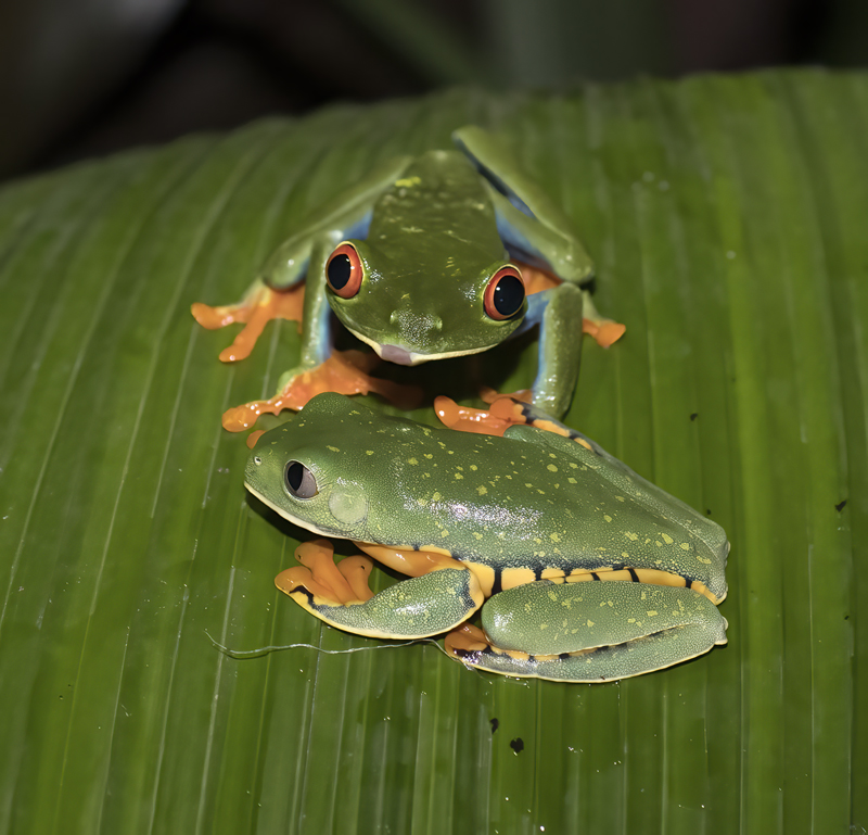Fogs_Mixed_18_Costa_Rica_002