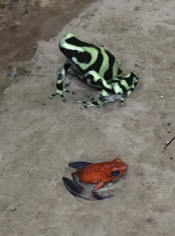 Fogs_Mixed_18_Costa_Rica_013