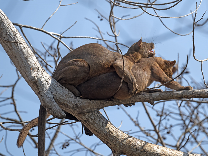 Fossa_24_Madagascar_020