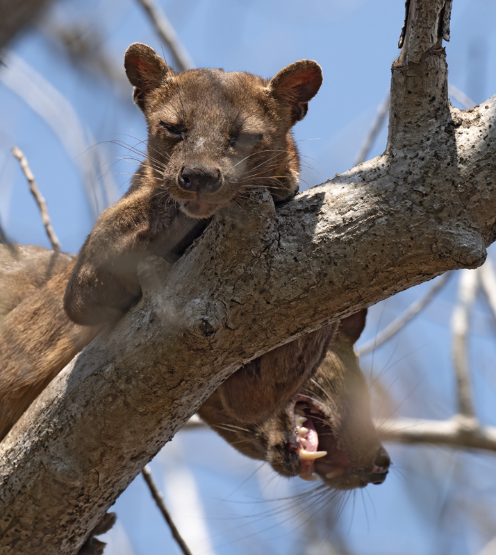 Fossa_24_Madagascar_063