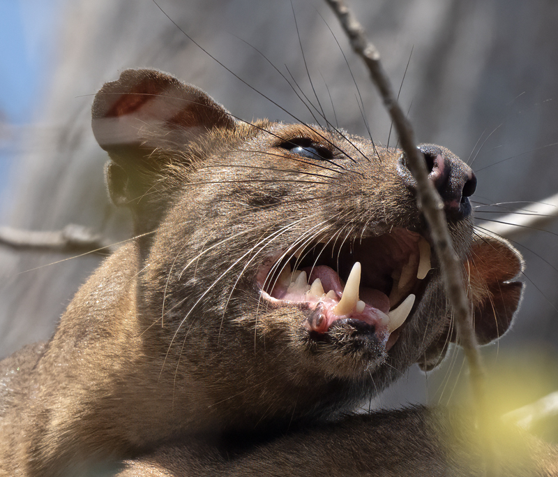 Fossa_24_Madagascar_185