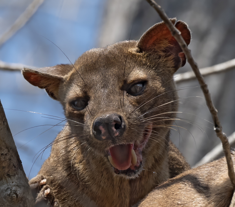 Fossa_24_Madagascar_206