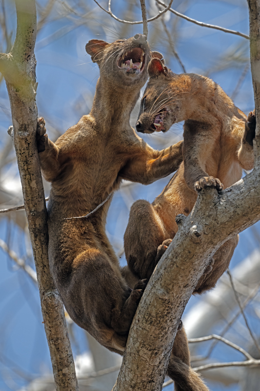 Fossa_24_Madagascar_371