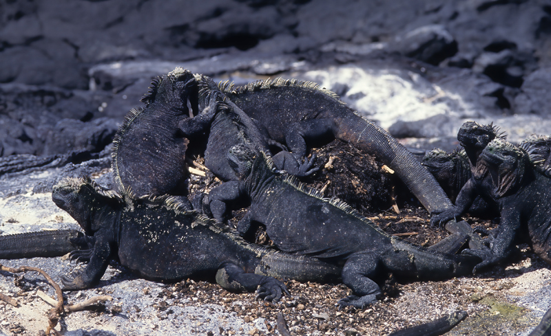 Galapagos_Land_Iguana_97_Galapagos_002