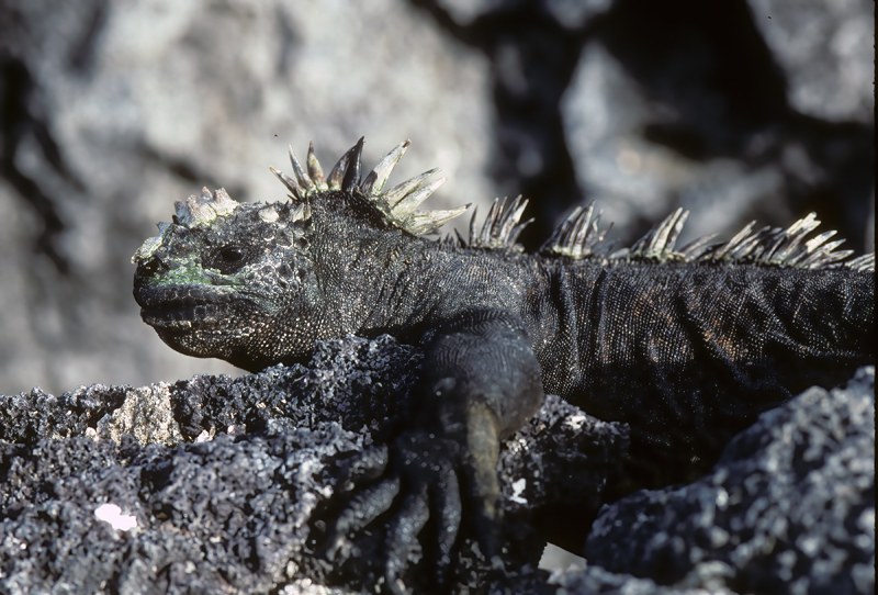 Galapagos_Land_Iguana_97_Galapagos_003