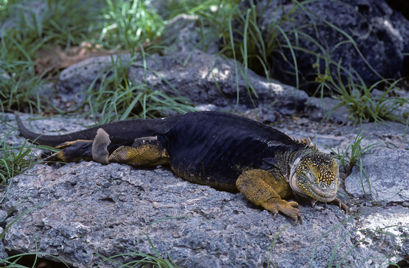Galapagos_Land_Iguana_97_Galapagos_004