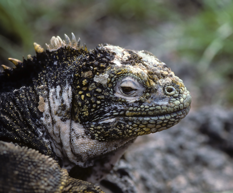 Galapagos_Land_Iguana_97_Galapagos_007