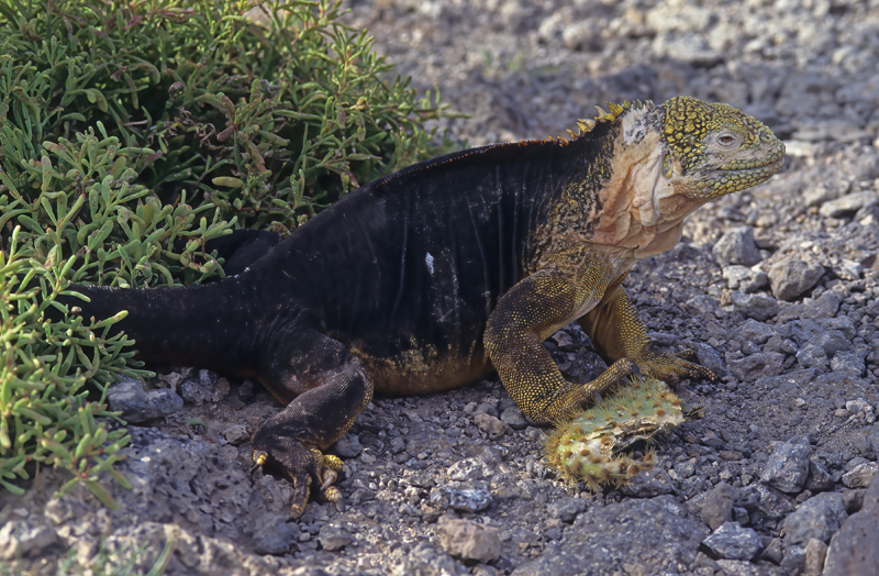 Galapagos_Land_Iguana_97_Galapagos_008