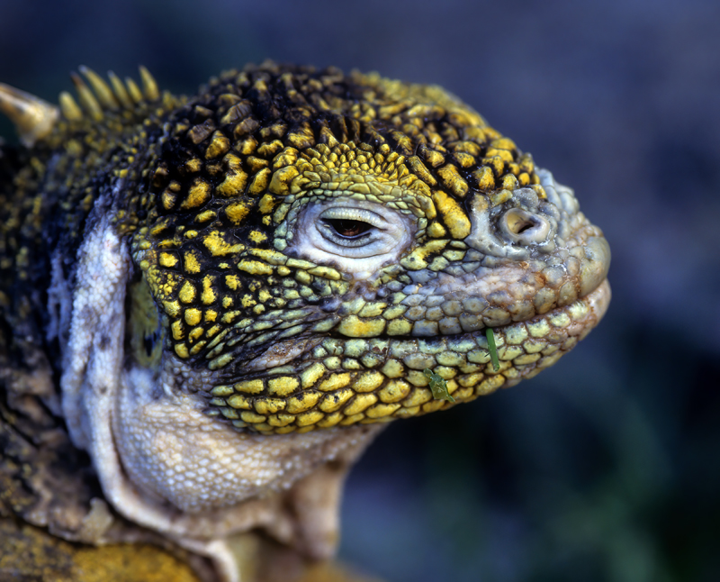 Galapagos_Land_Iguana_97_Galapagos_011
