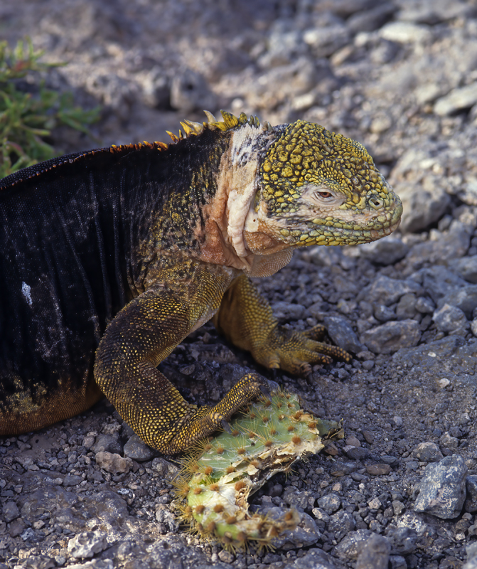 Galapagos_Land_Iguana_97_Galapagos_012