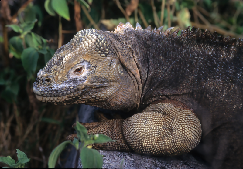 Galapagos_Land_Iguana_97_Galapagos_013