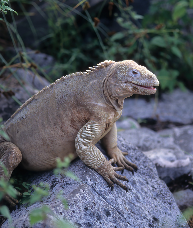 Galapagos_Land_Iguana_97_Galapagos_014