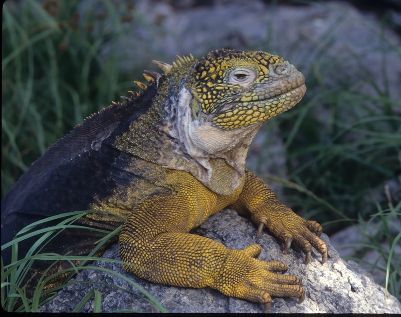 Galapagos_Land_Iguana_97_Galapagos_016