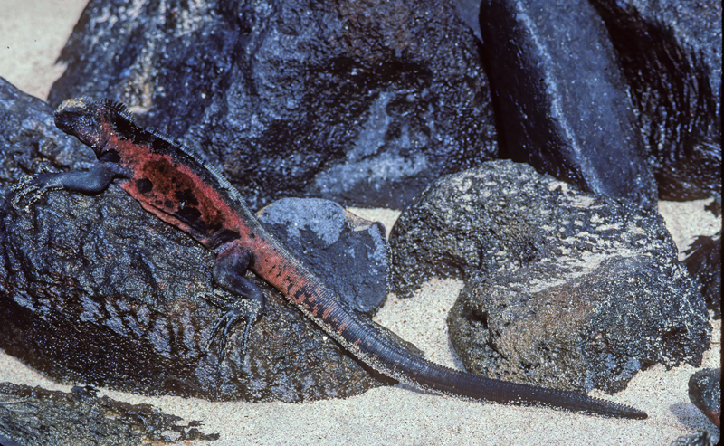 Galapagos_Marine_Iguana_97_Galapagos_002