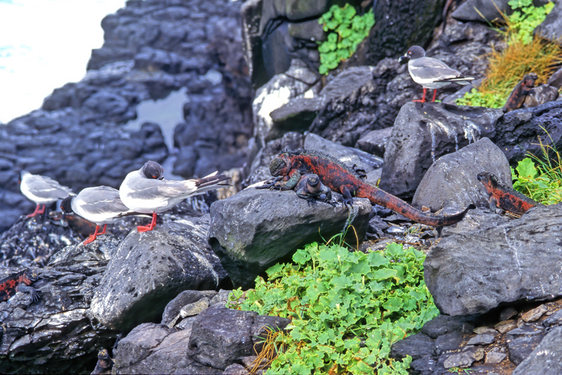 Galapagos_Marine_Iguana_97_Galapagos_003