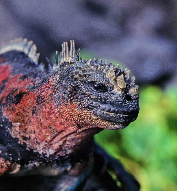 Galapagos_Marine_Iguana_97_Galapagos_004