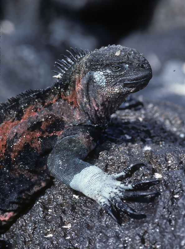 Galapagos_Marine_Iguana_97_Galapagos_006