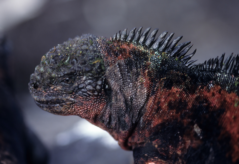Galapagos_Marine_Iguana_97_Galapagos_011