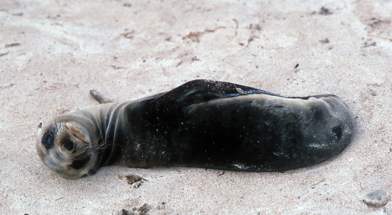Galapagos_Sea_Lion_97_Galapagos_002