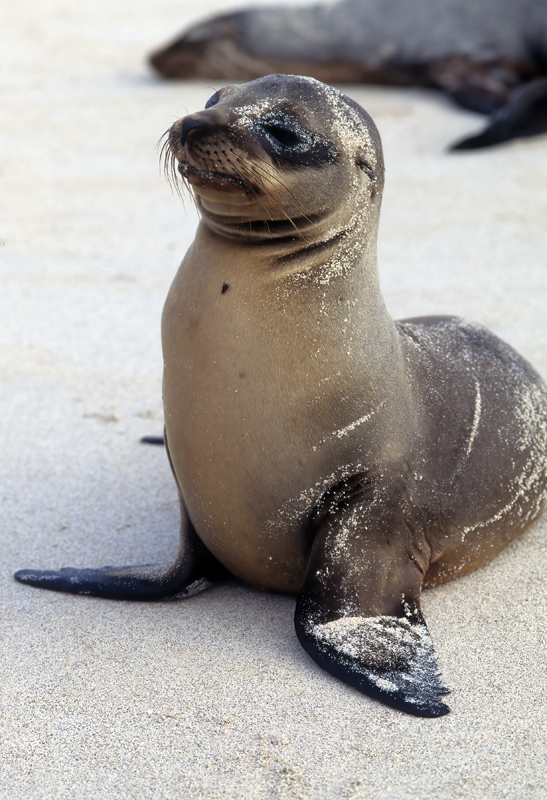 Galapagos_Sea_Lion_97_Galapagos_004