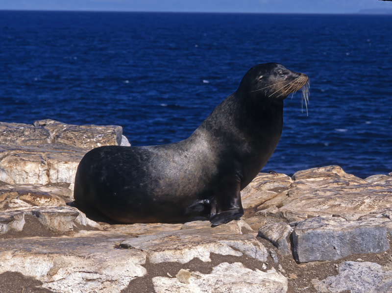 Galapagos_Sea_Lion_97_Galapagos_005