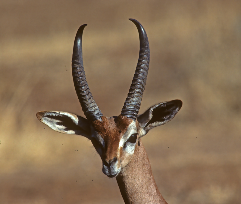 Gerenuk_90_Kenya_006