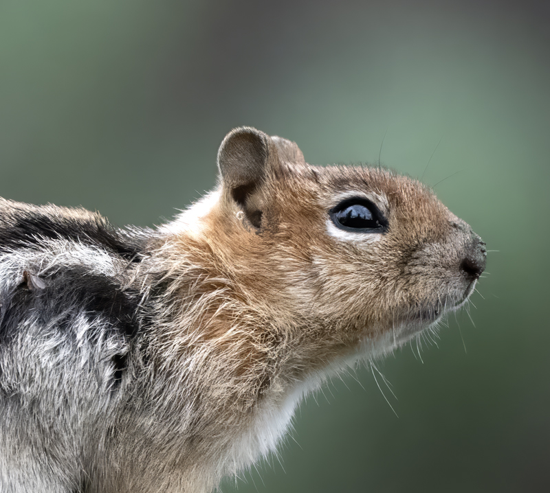 Golden-mantled_Ground_Squirrel_23_CA_L_502a