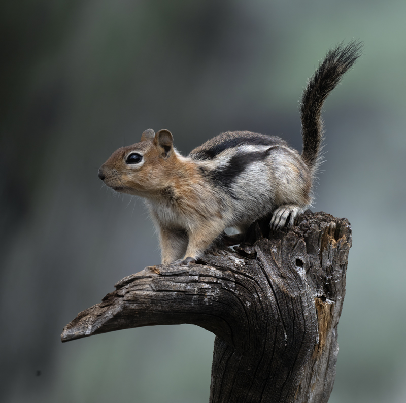 Golden-mantled_Ground_Squirrel_23_CA_L_504