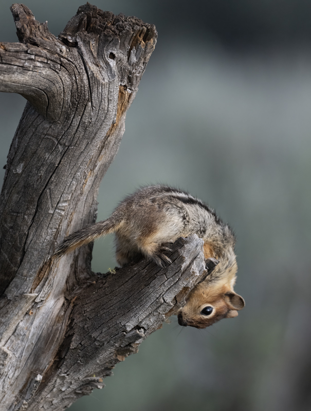 Golden-mantled_Ground_Squirrel_23_CA_L_513