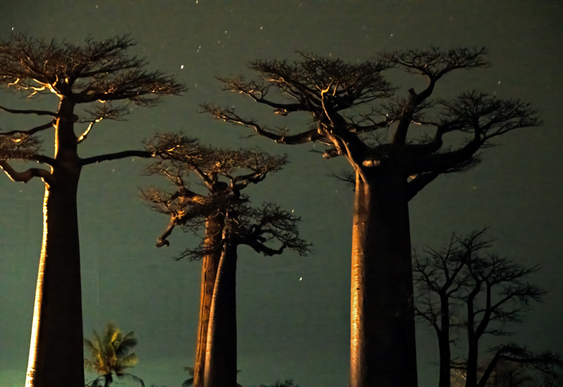 Grandidier_Baobab_24_Madagascar_160