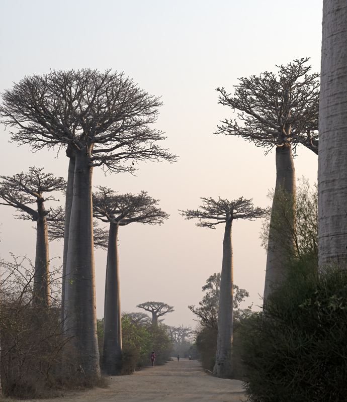 Grandidier_Baobab_24_Madagascar_289