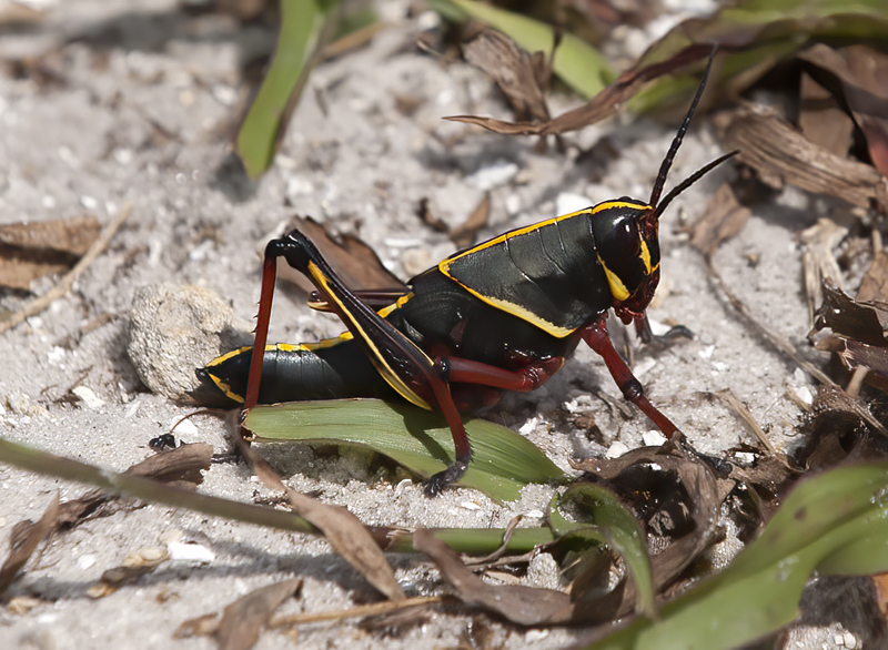 Grasshopper_FL_08_023