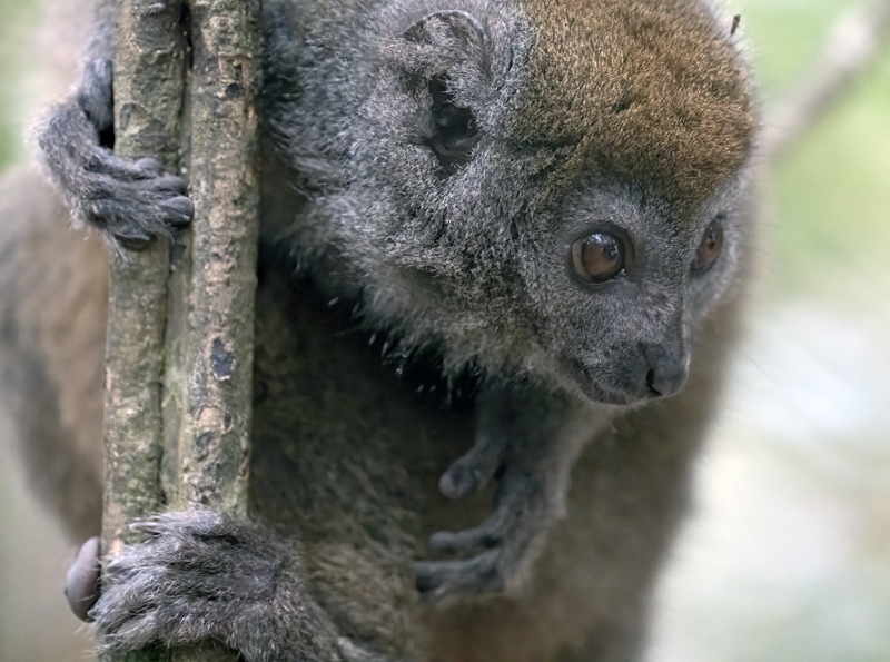 Gray_Bamboo_Lemur_24_Madagascar_061