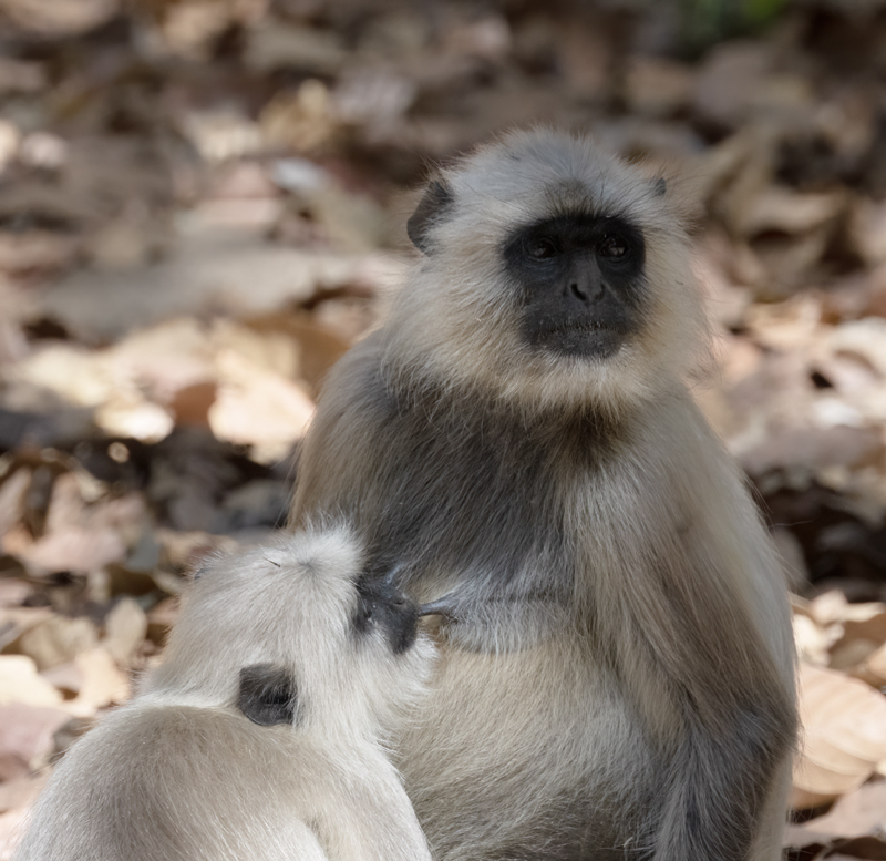 Gray_Langur_Monkey_25_India_031
