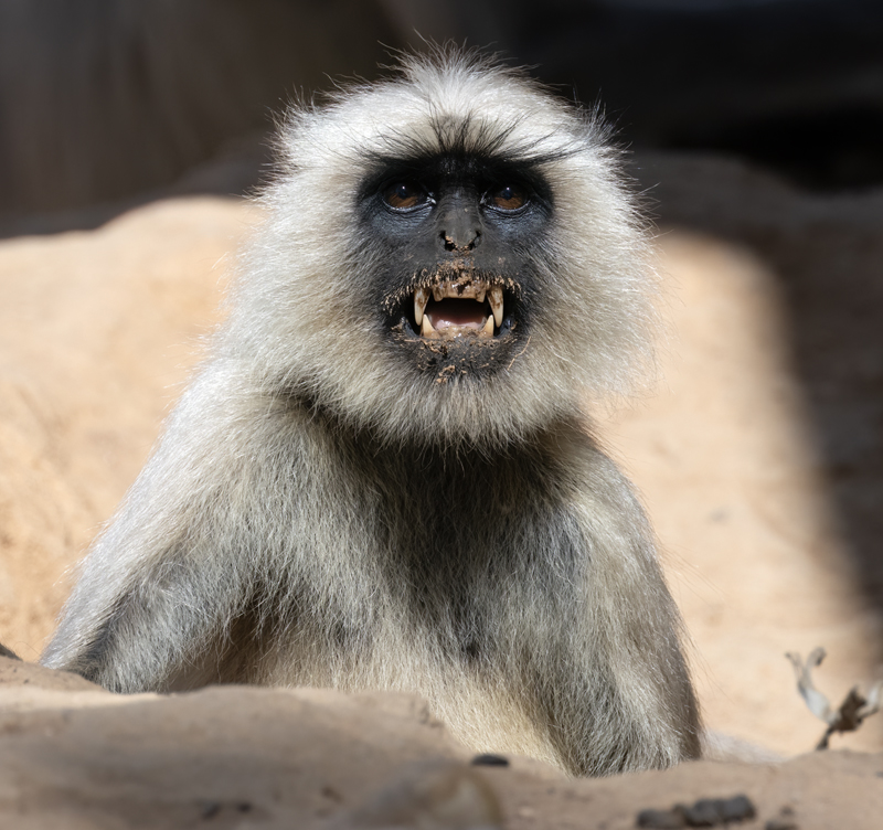 Gray_Langur_Monkey_25_India_112