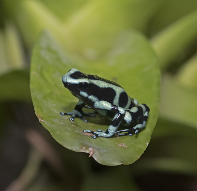 Green-black_Poison_Dart_Frog_18_Costa_Rica_010