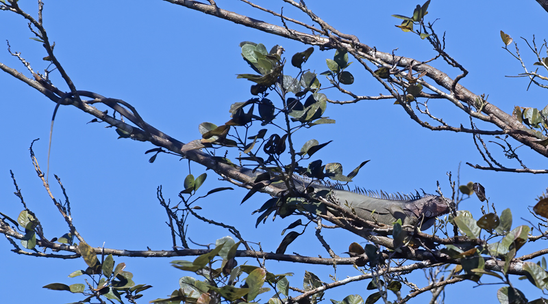 Green_Iguana_17_Costa_Rica_004