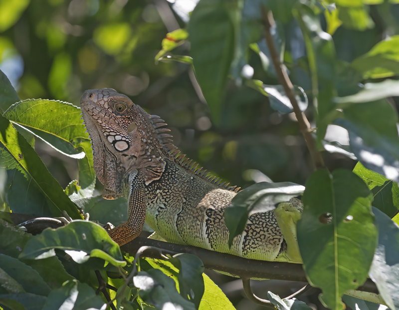 Green_Iguana_17_Costa_Rica_019
