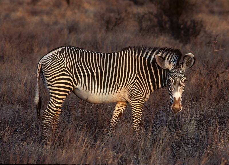 Grevys_Zebra_90_Kenya_003