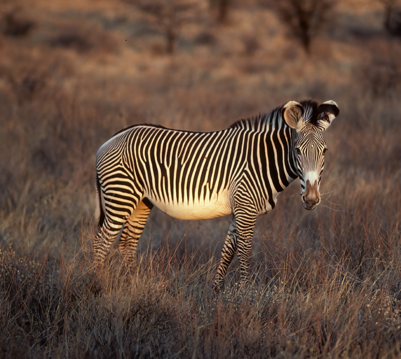 Grevys_Zebra_90_Kenya_005
