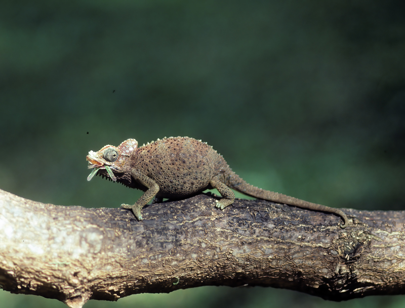 Helmeted_Chameleon_90_Kenya_006