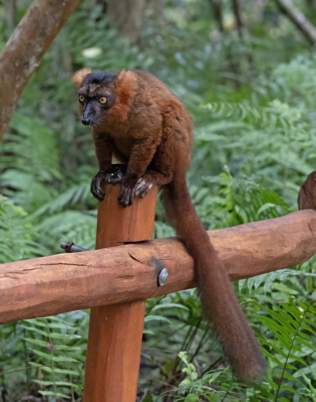 Hyprid_Black+Crowmed_Lemur_24_Madagascar_001