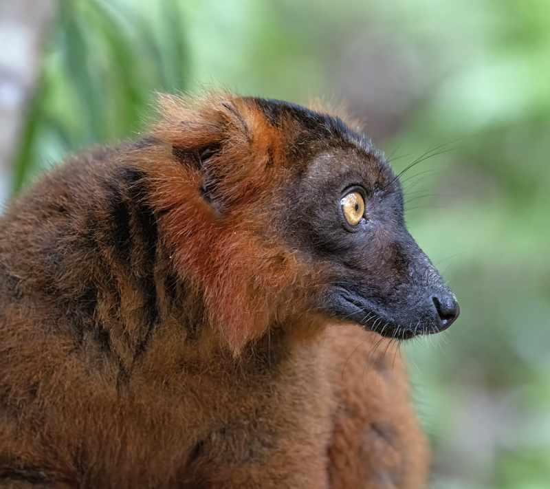 Hyprid_Black+Crowmed_Lemur_24_Madagascar_014